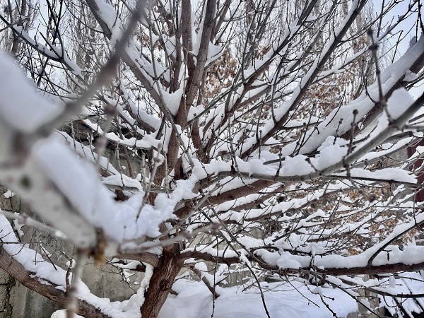Foto - Özlenen kış manzaraları göz kamaştırıyor