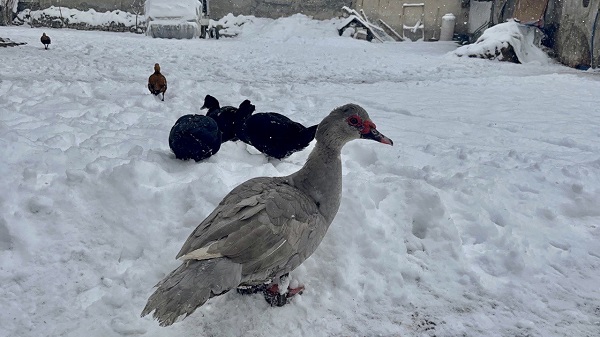 Foto - Özlenen kış manzaraları göz kamaştırıyor