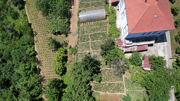 Foto - Padişahların meyvesine yoğun talep