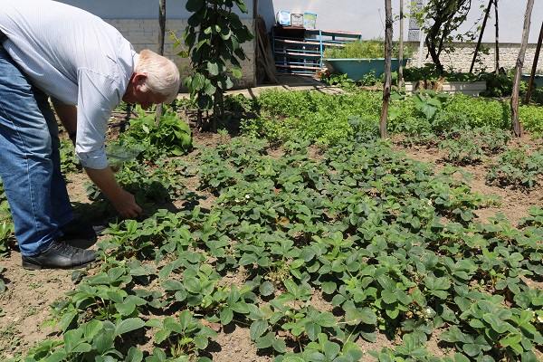 Foto - Padişahların meyvesine yoğun talep