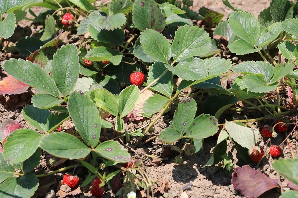 Foto - Padişahların meyvesine yoğun talep