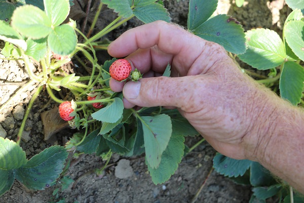 Foto - Padişahların meyvesine yoğun talep