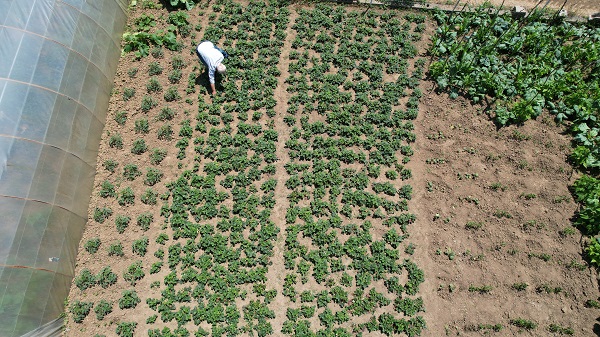 Foto - Padişahların meyvesine yoğun talep