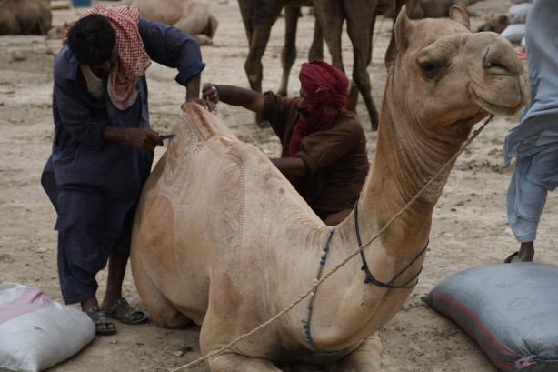 Foto - Pakistan'da Kurban Bayramı'na hazırlık! Süslenen develer renkli görüntüler oluşturdu