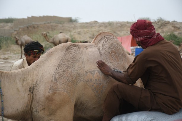 Pakistan'da Kurban Bayramı'na hazırlık! Süslenen develer renkli görüntüler oluşturdu