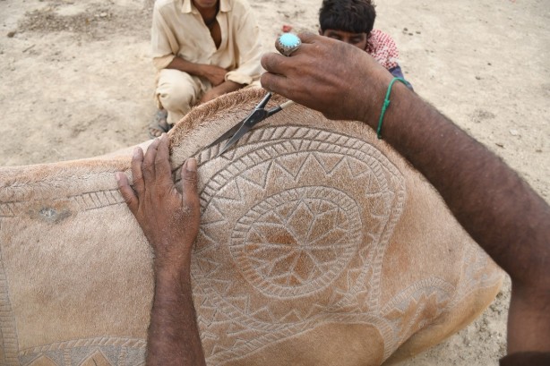 Foto - Pakistan'da Kurban Bayramı'na hazırlık! Süslenen develer renkli görüntüler oluşturdu