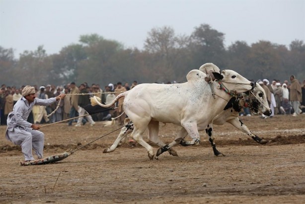 Foto - Pakistan'ın 1000 dolarlık geleneği