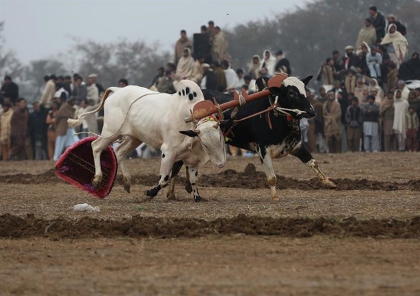 Foto - Pakistan'ın 1000 dolarlık geleneği