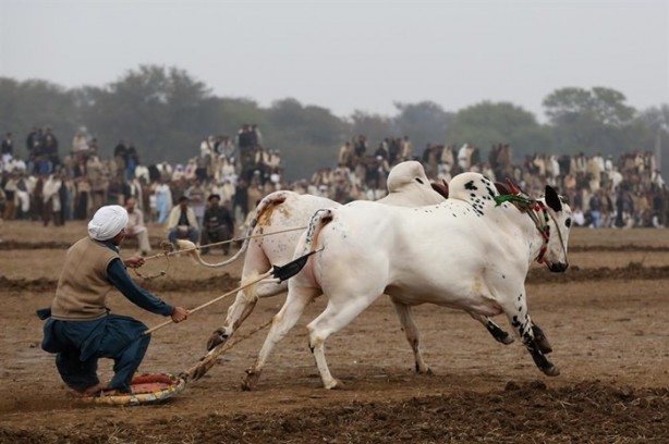 Foto - Pakistan'ın 1000 dolarlık geleneği
