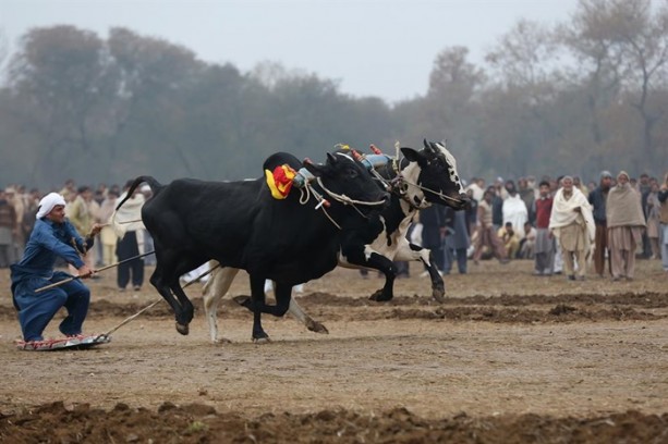 Foto - Pakistan'ın 1000 dolarlık geleneği