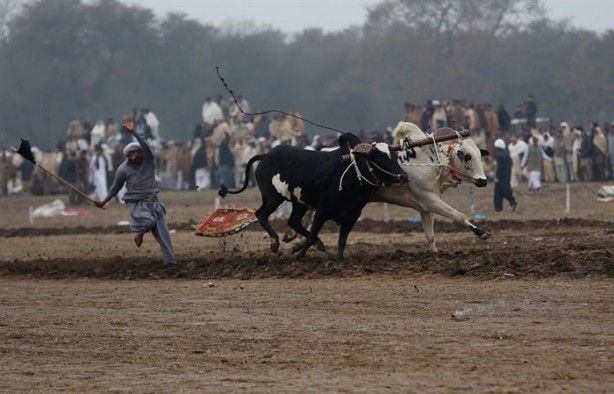 Foto - Pakistan'ın 1000 dolarlık geleneği