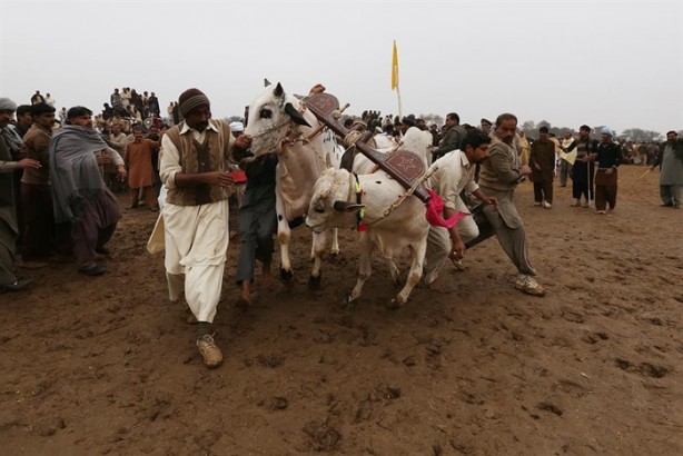 Foto - Pakistan'ın 1000 dolarlık geleneği