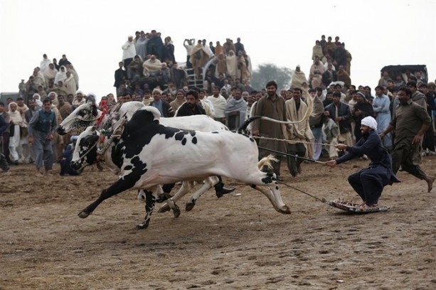 Foto - Pakistan'ın 1000 dolarlık geleneği
