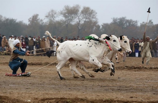Foto - Pakistan'ın 1000 dolarlık geleneği