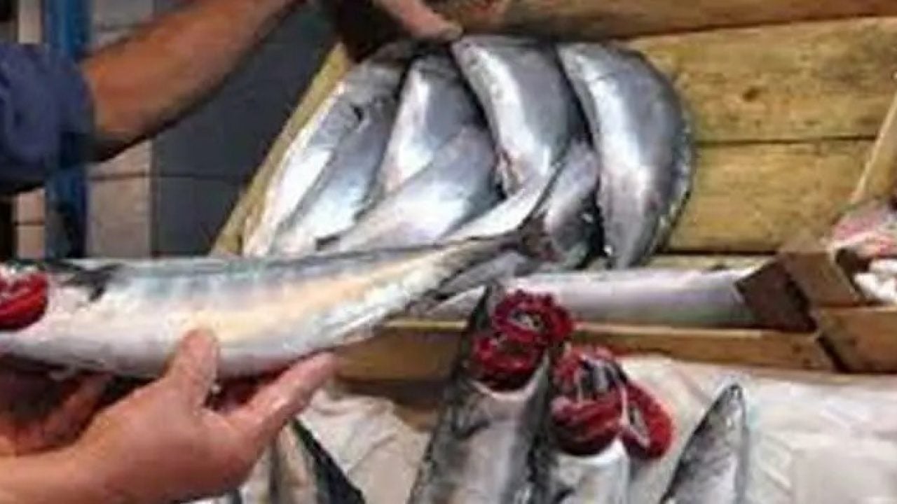 Foto - Palamut 40 liraya düşünce 2,5 saatte tezgah boşaldı: Bunu gören balıkçılar ayağa kalktı