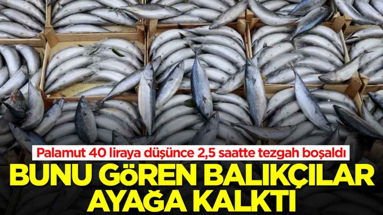 Palamut 40 liraya düşünce 2,5 saatte tezgah boşaldı: Bunu gören balıkçılar ayağa kalktı