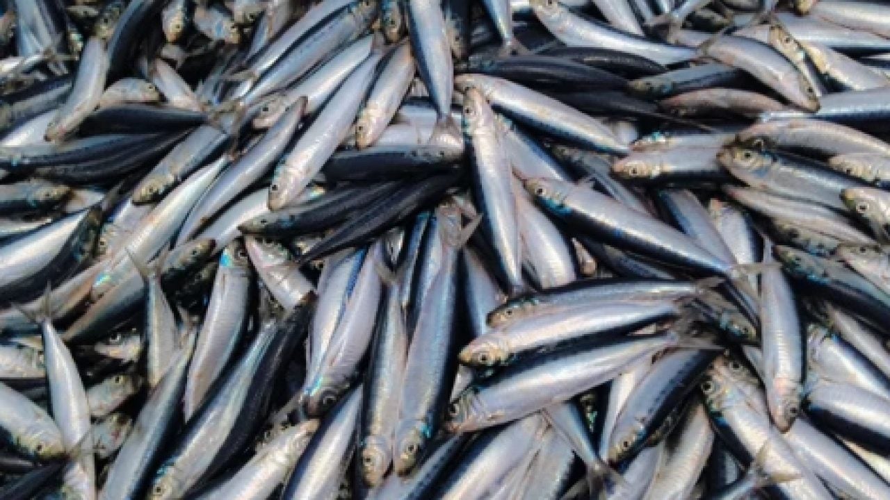 Foto - Omega-3 açısından zengin: En faydalı balık belli oldu!