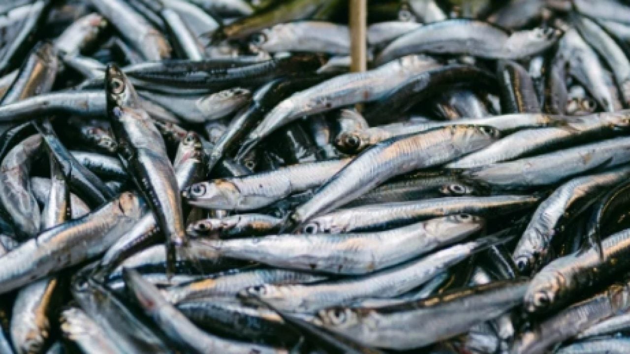 Foto - Omega-3 açısından zengin: En faydalı balık belli oldu!