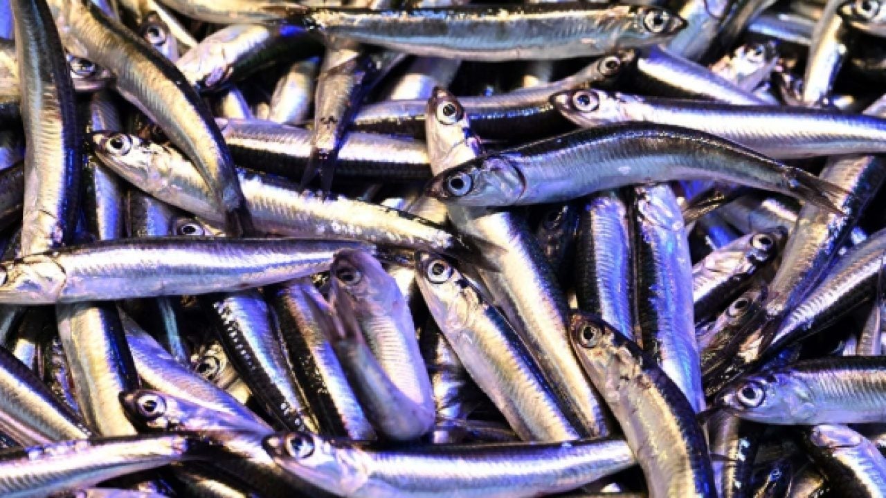 Omega-3 açısından zengin: En faydalı balık belli oldu!