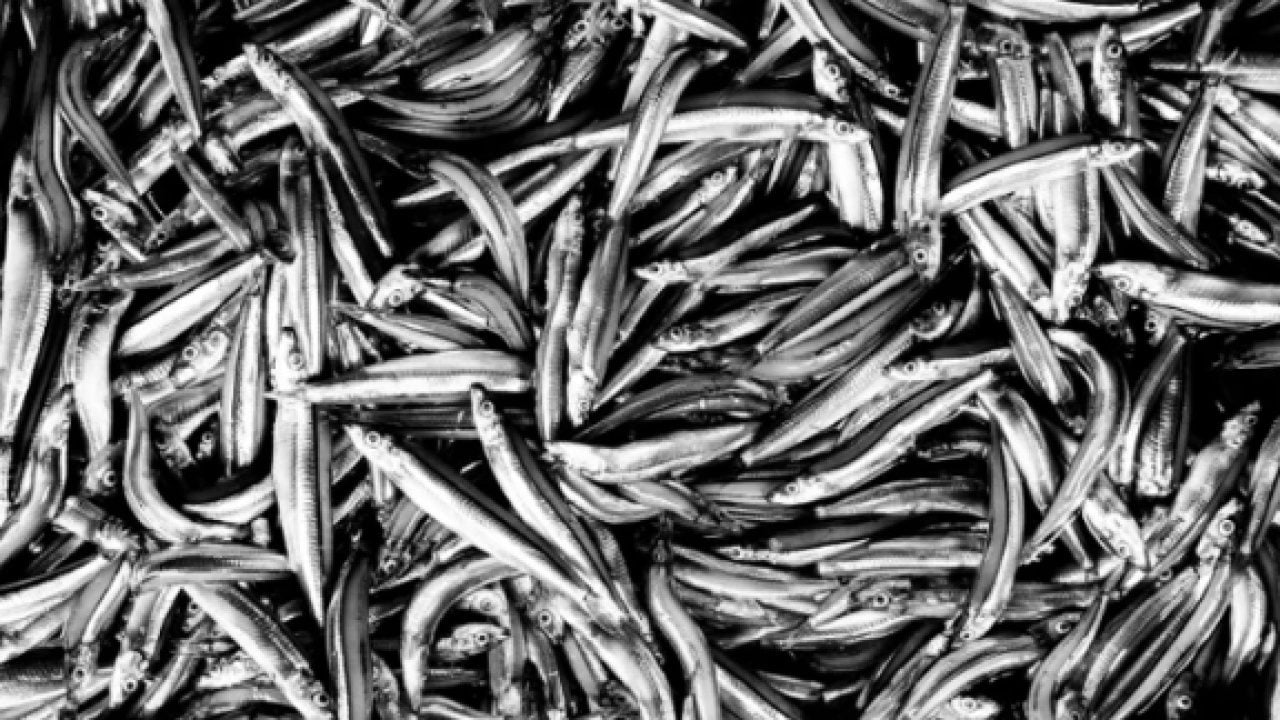 Foto - Omega-3 açısından zengin: En faydalı balık belli oldu!