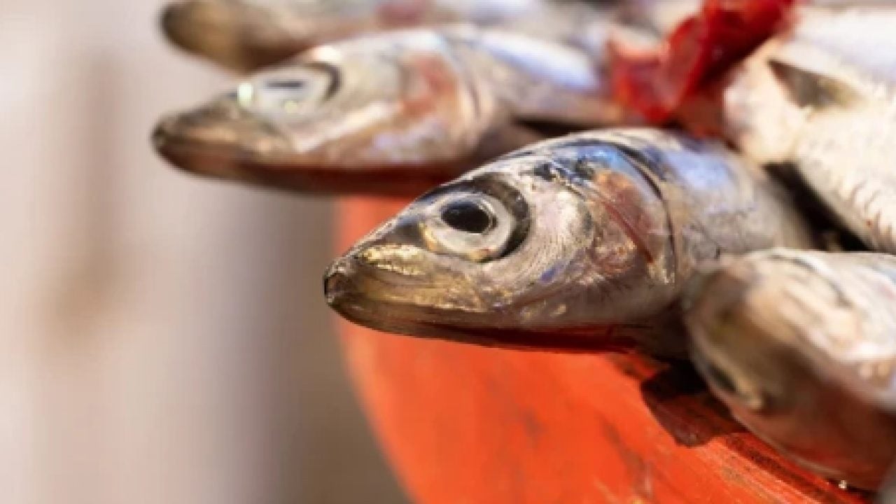 Foto - Omega-3 açısından zengin: En faydalı balık belli oldu!
