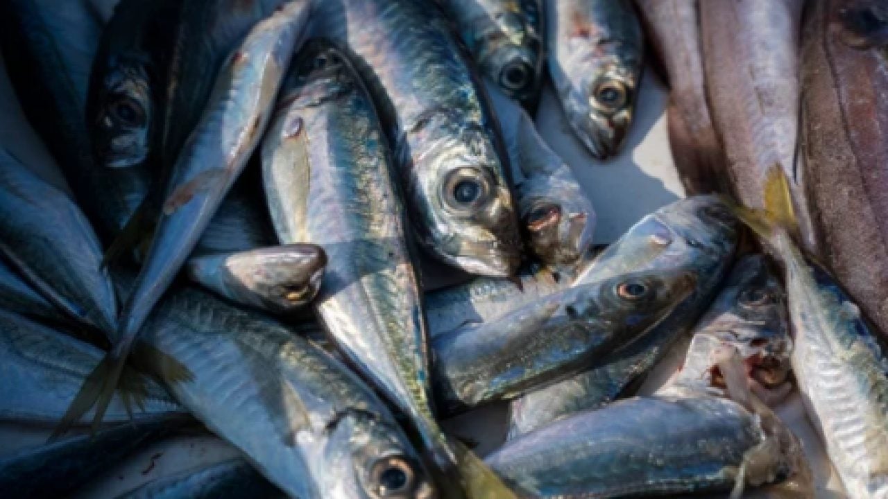 Foto - Omega-3 açısından zengin: En faydalı balık belli oldu!