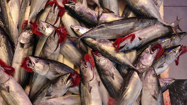 Foto - Palamut fiyatı ne kadar? Güncel balık fiyatları