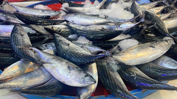 Palamut kaç lira oldu? 