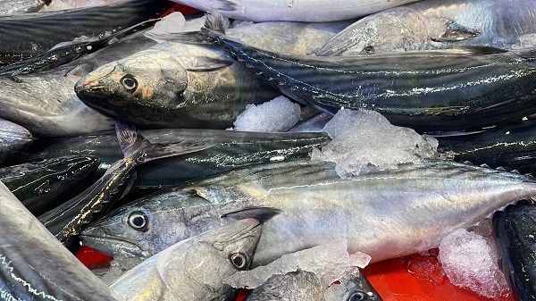 Foto - Palamut kaç lira oldu? 