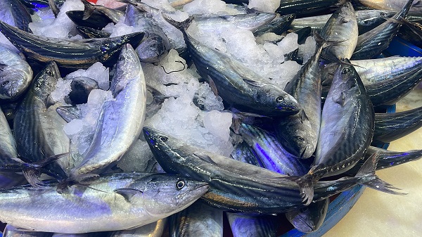 Foto - Palamut kaç lira oldu? 