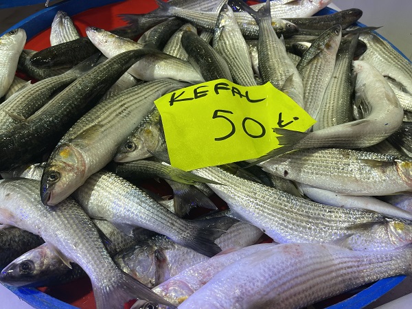 Foto - Palamut kendini gösterdi! 