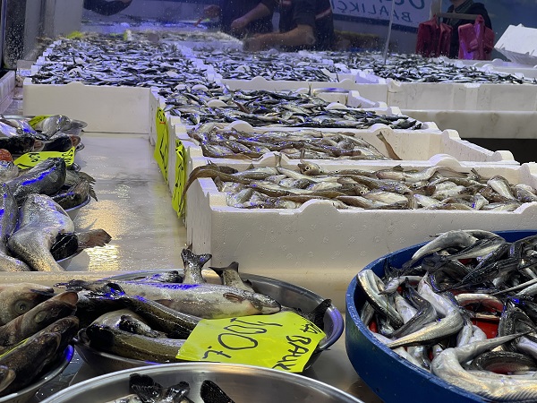 Foto - Palamut kendini gösterdi! 