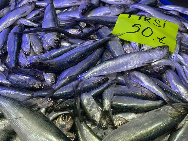 Foto - Palamut kendini gösterdi! 