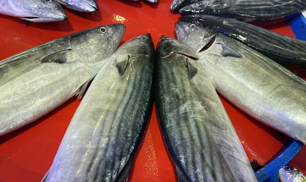 Palamut kendini gösterdi! 