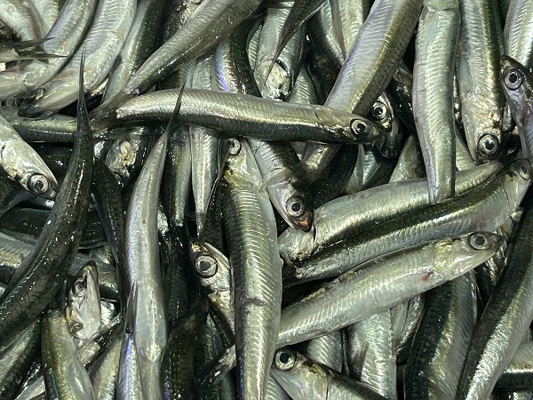 Foto - Palamut kendini gösterdi! 