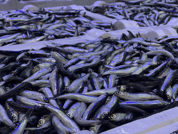 Foto - Palamut kendini gösterdi! 