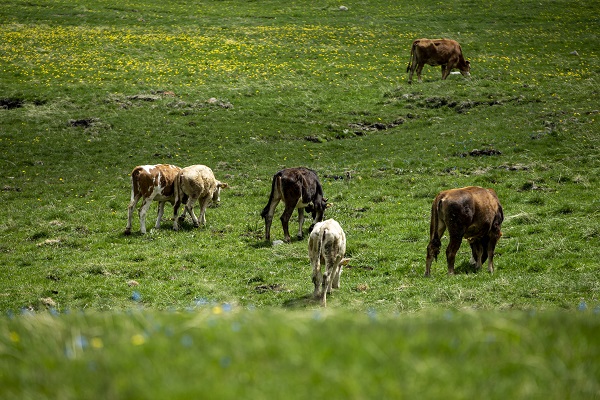 Foto - Palandöken Dağı çiçeklerle canlandı