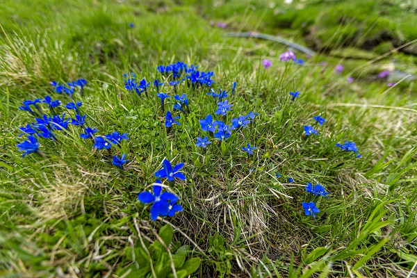 Foto - Palandöken Dağı çiçeklerle canlandı