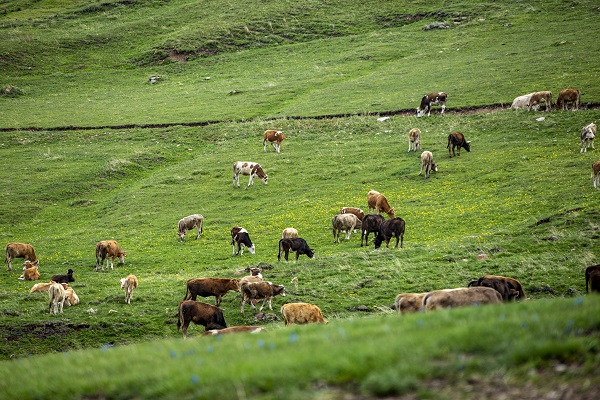 Foto - Palandöken Dağı çiçeklerle canlandı