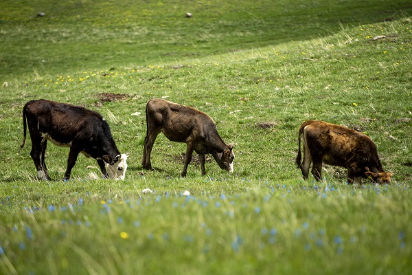 Foto - Palandöken Dağı çiçeklerle canlandı