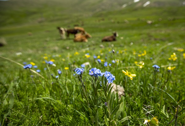 Foto - Palandöken Dağı çiçeklerle canlandı