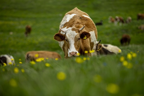 Foto - Palandöken Dağı çiçeklerle canlandı
