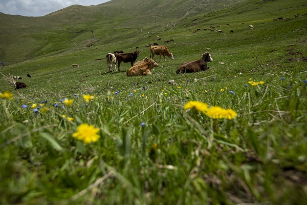 Foto - Palandöken Dağı çiçeklerle canlandı