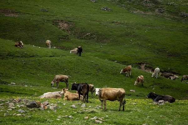 Foto - Palandöken Dağı çiçeklerle canlandı