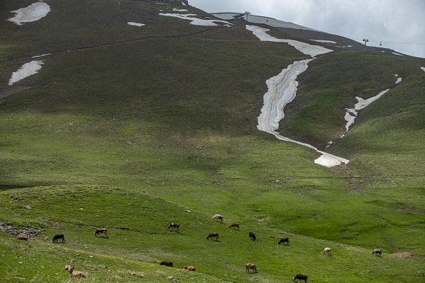 Foto - Palandöken Dağı çiçeklerle canlandı
