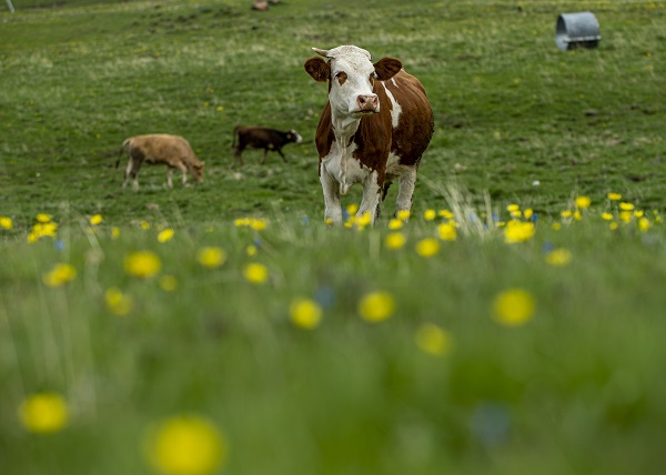 Foto - Palandöken Dağı çiçeklerle canlandı