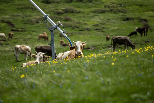 Foto - Palandöken Dağı çiçeklerle canlandı