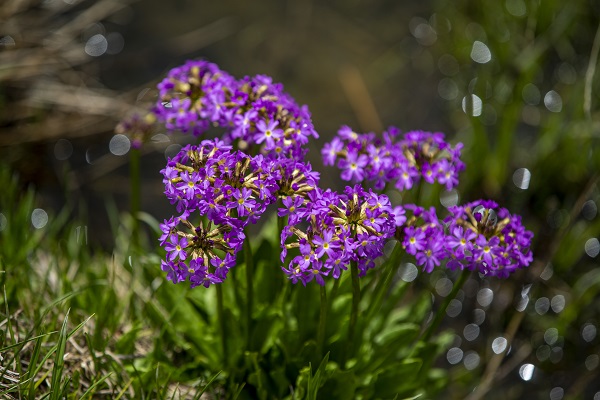 Foto - Palandöken Dağı çiçeklerle canlandı