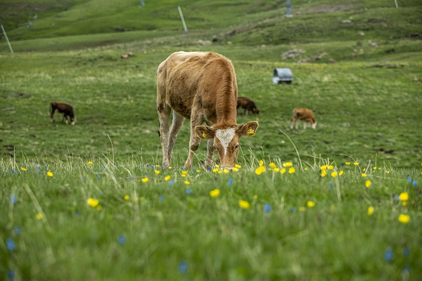 Foto - Palandöken Dağı çiçeklerle canlandı