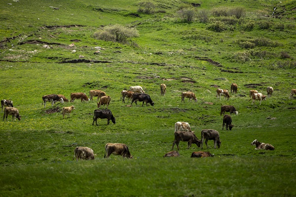 Palandöken Dağı çiçeklerle canlandı
